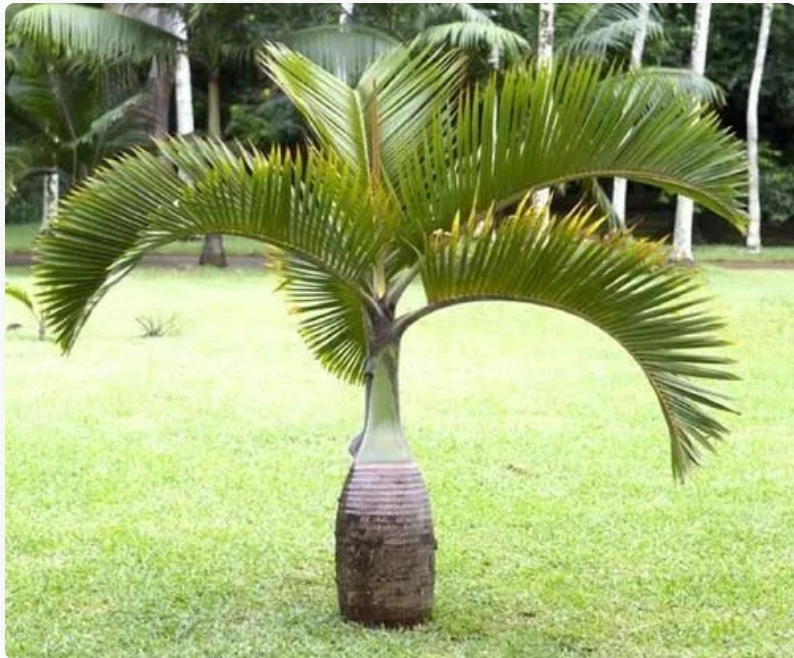 Palm